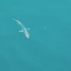 fishyswimmy123